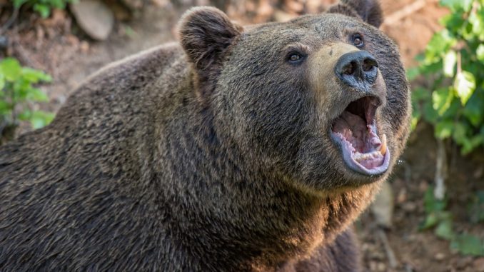 5 Kryptowährungen starben während des Bärenmarktes 2018 5 Kryptowährungen starben während des Bärenmarktes 2018