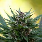 harvest time by van_mij cannabis photo