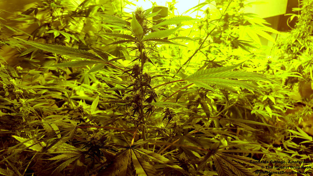 Cannabis College (Amsterdam) by The Honest Drug Book cannabis photo