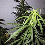 evil weed by aeroSoul cannabis photo