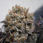 WP1_5448 by Health&Recreation cannabis photo