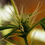 Cannabis by Mr.PMCP cannabis photo