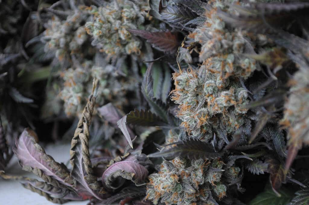 WP1_5446 by Health&Recreation cannabis photo