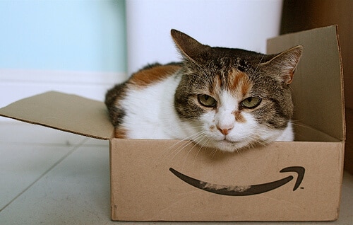 Amazon cat by protohiro Amazon photo