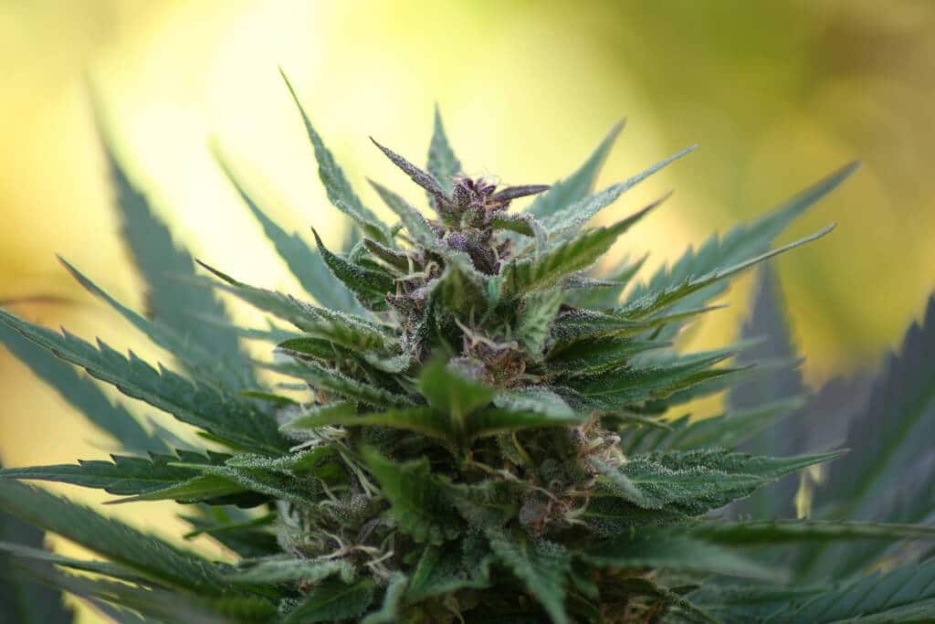 harvest time by van_mij cannabis photo
