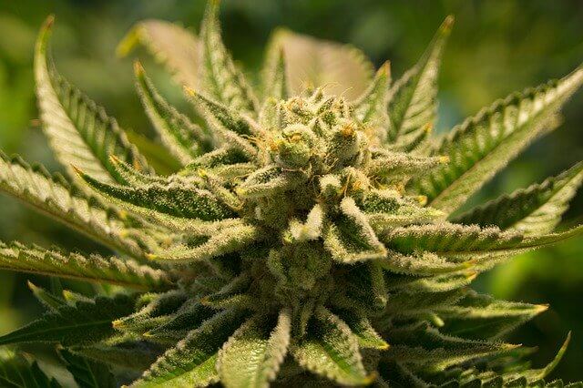 Cannabis Aktie Corona-Krise