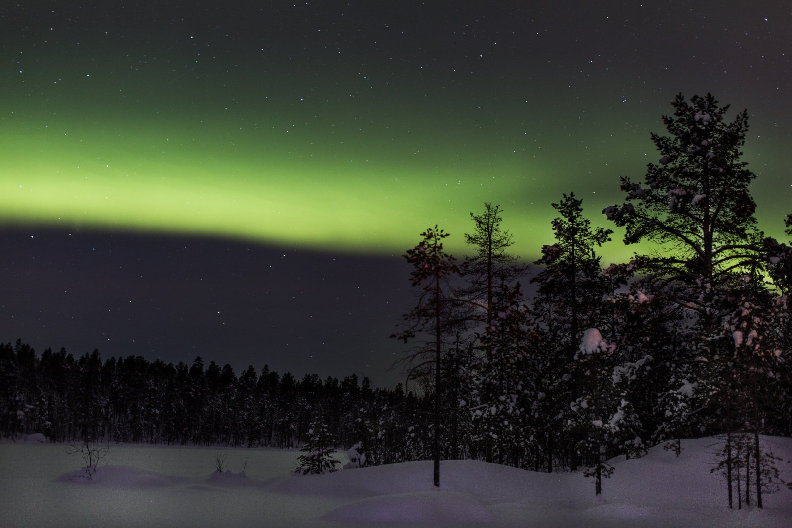 trees on field covered with snow during Aurora Borealis Phenomenon