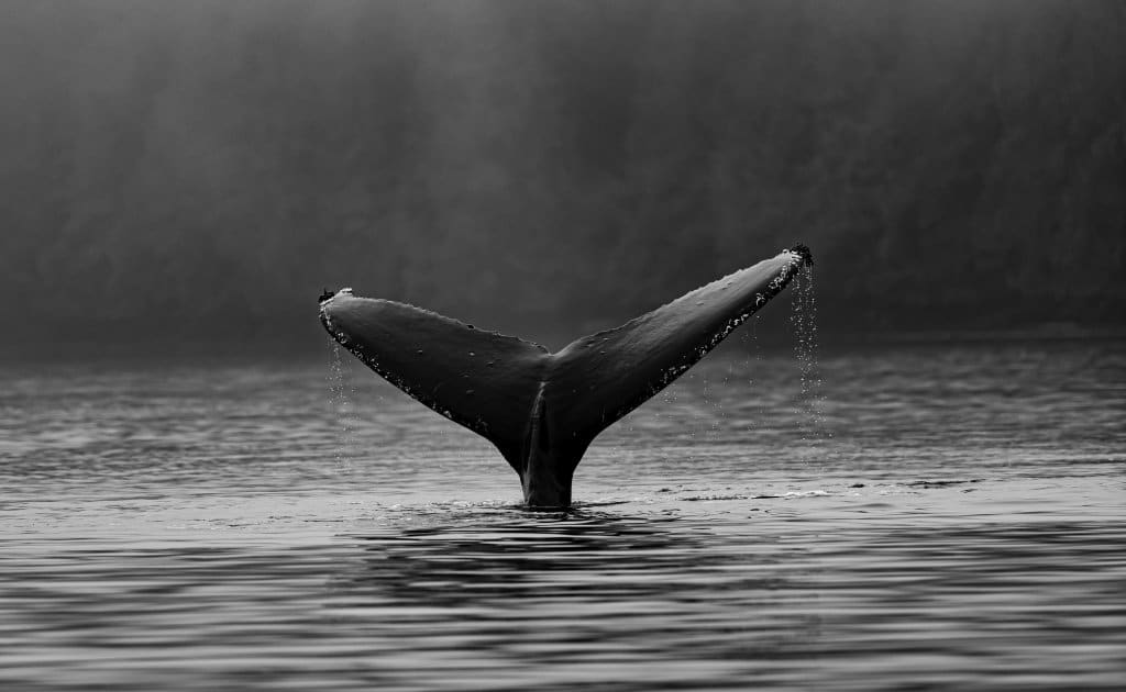 whale's tale on water