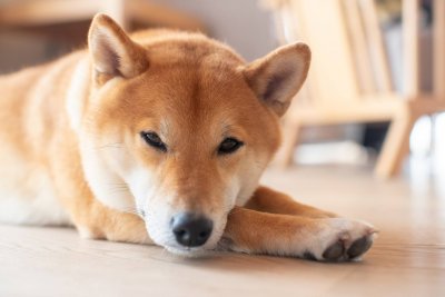 Shiba Inu Coin +18% in 24 Stunden! Beginnt jetzt die nächste große SHIB-Rallye?