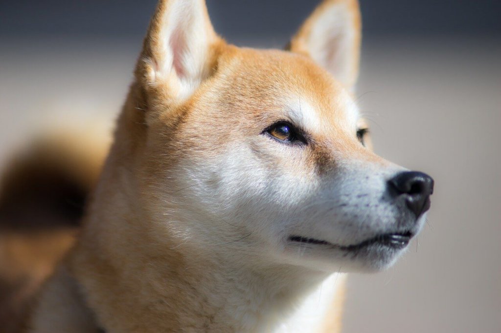 Shiba Inu Coin (SHIB) nicht zu stoppen! Prognose Kann der Dogecoin-Konkurrent auf 1 Dollar steigen?