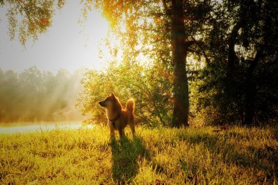 Shiba Inu Coin bald auf Robinhood? Was das jetzt für den SHIB-Kurs bedeutet