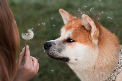 Shiba Inu Crash -30%! SHIB stürzt ab – ist der Aufwärtstrend damit vorbei?