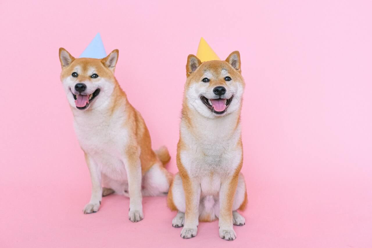 Shiba Inu & Floki Inu starkes Kurs-Plus! FLOKI jetzt drittgrößter Meme-Coin nach DOGE & SHIB