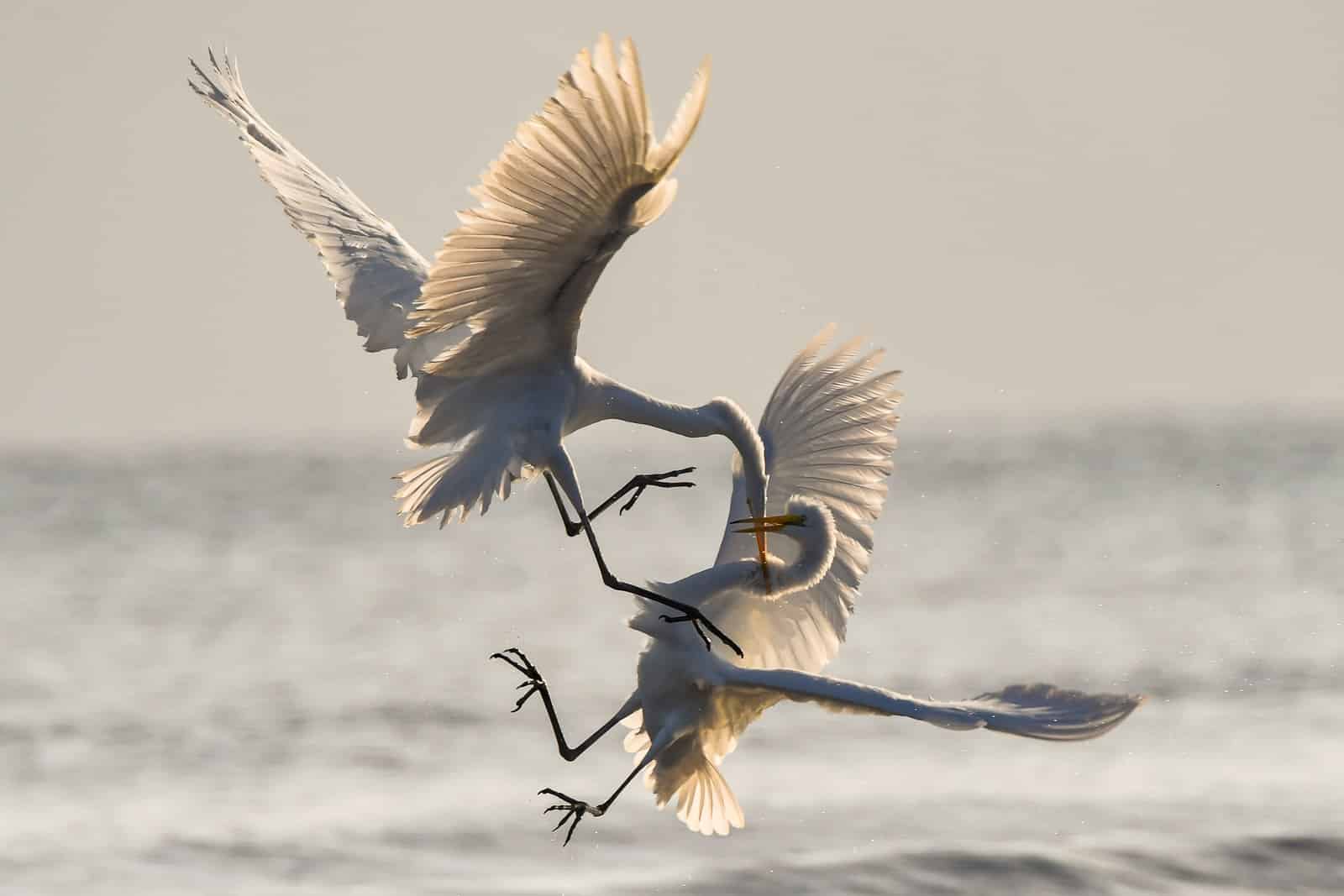 two crane fighting while flying