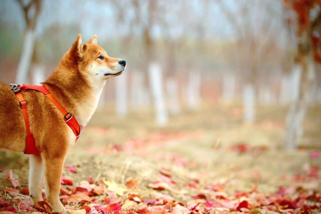 adult short-coated red akita inu dog on field