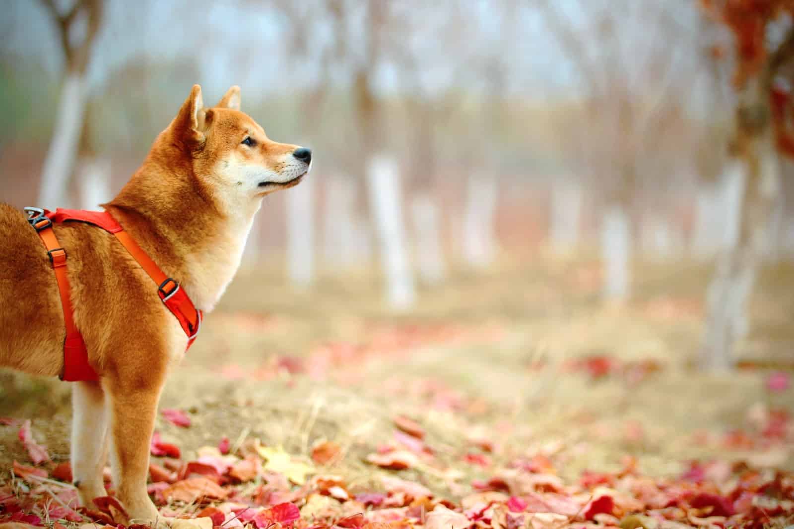 adult short-coated red akita inu dog on field