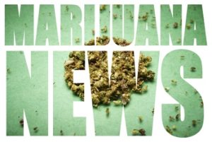 Cannabis Aktie News