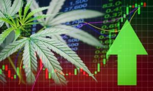 Cannabis Boom