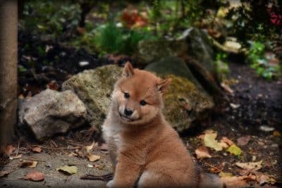 brown and white fox on brown rock