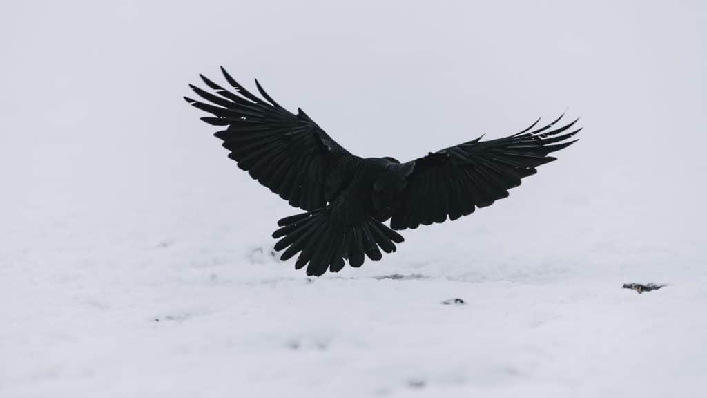 black bird flying over snow covered ground during daytime