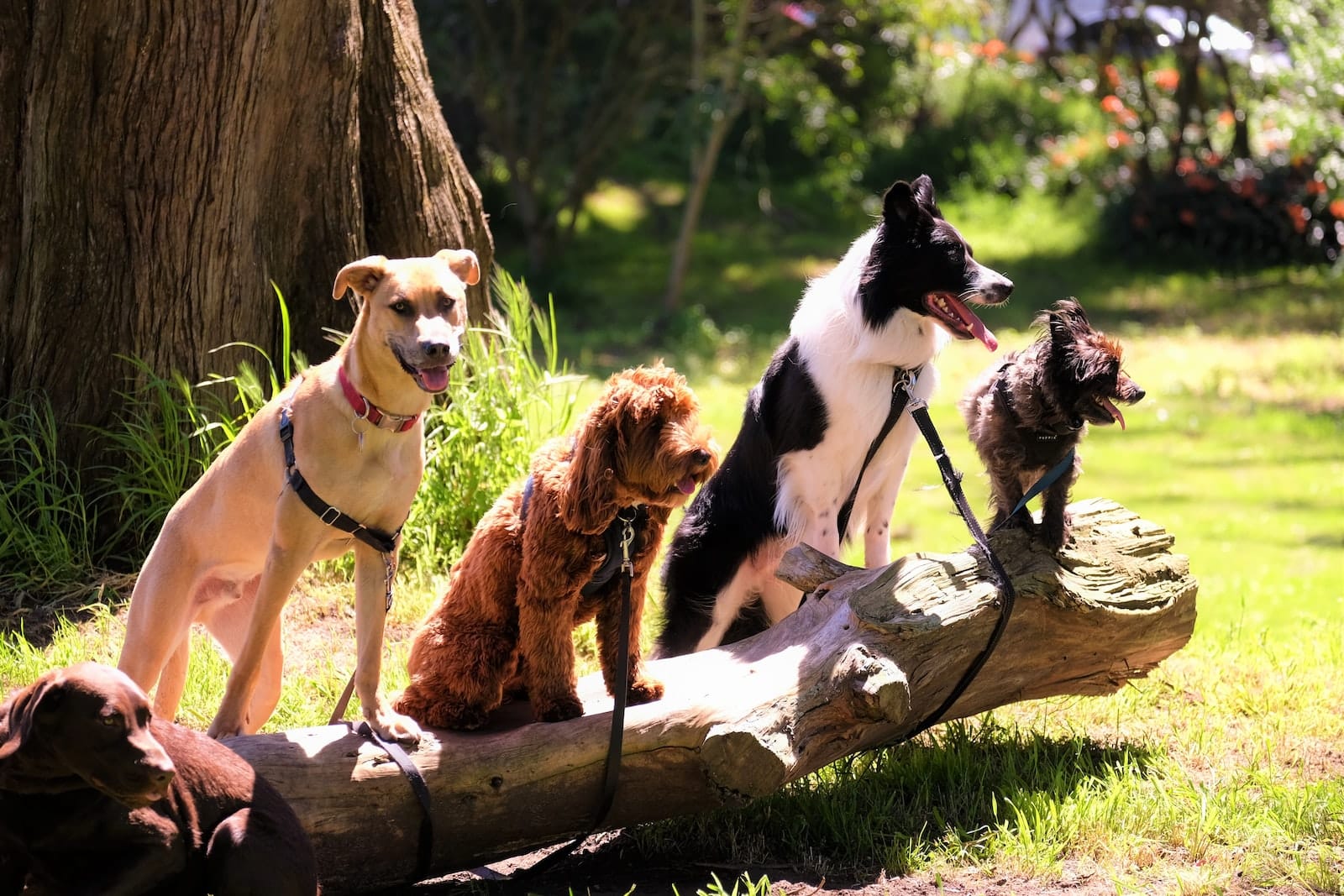 Dogecoin, Twoge, Shiba Inu und Tama Doge – die Hunde Memecoins pumpen!