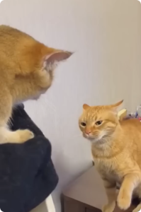 Cat Slap Cat