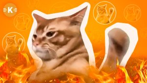 catslap burn